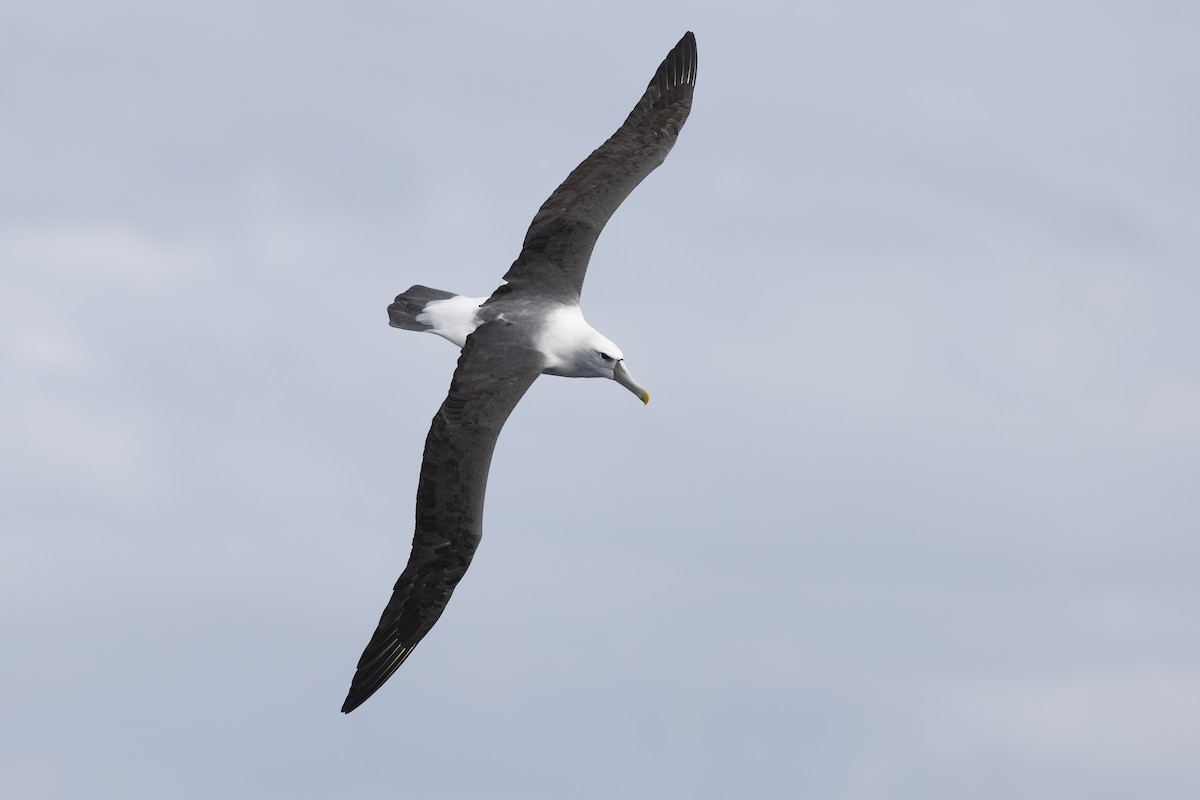 ハジロアホウドリ - ML641378674