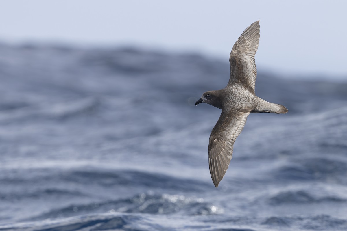 ハジロミズナギドリ - ML641378678