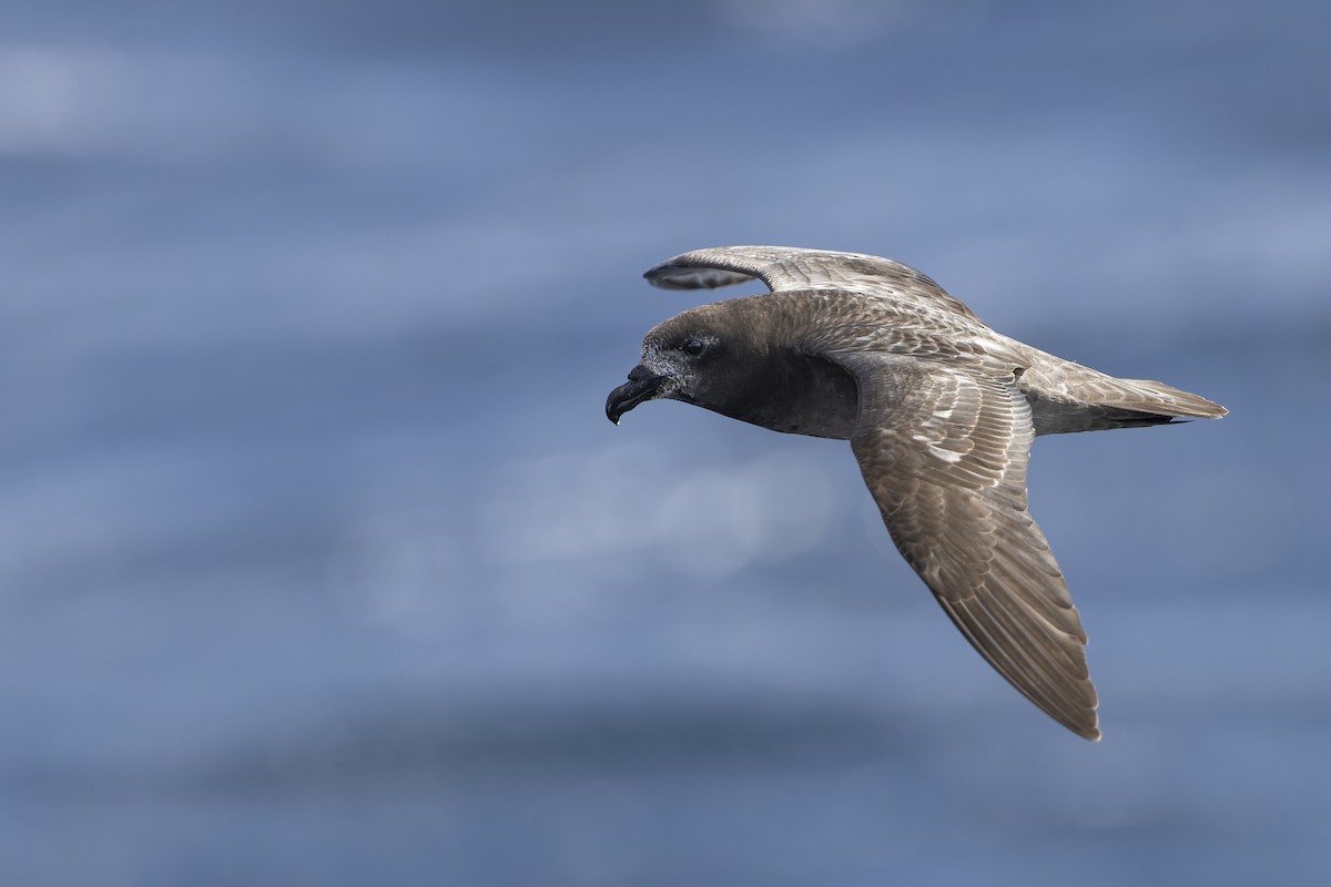 ハジロミズナギドリ - ML641378679