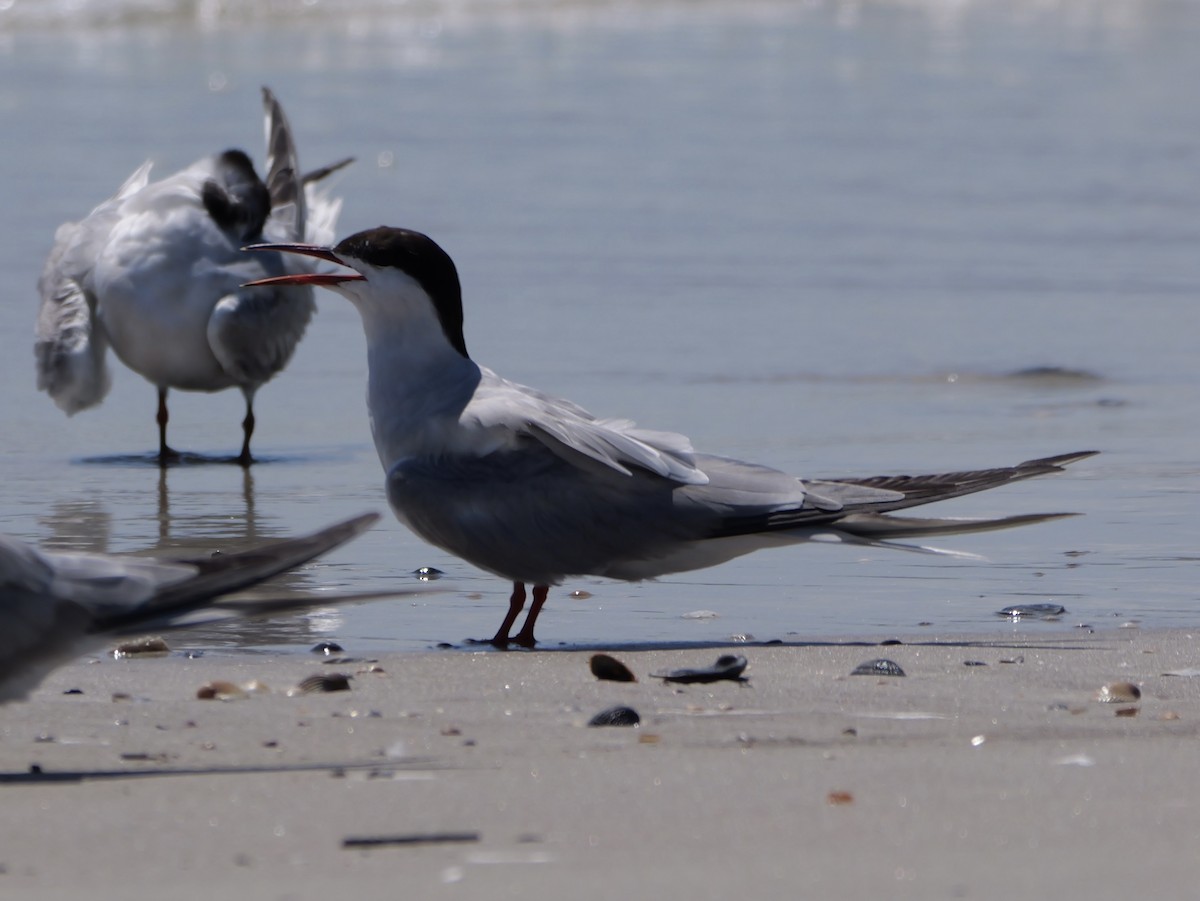 Common Tern - ML641378685