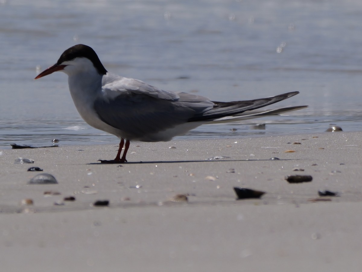 Common Tern - ML641378686