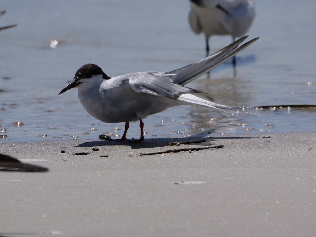 Common Tern - ML641378692