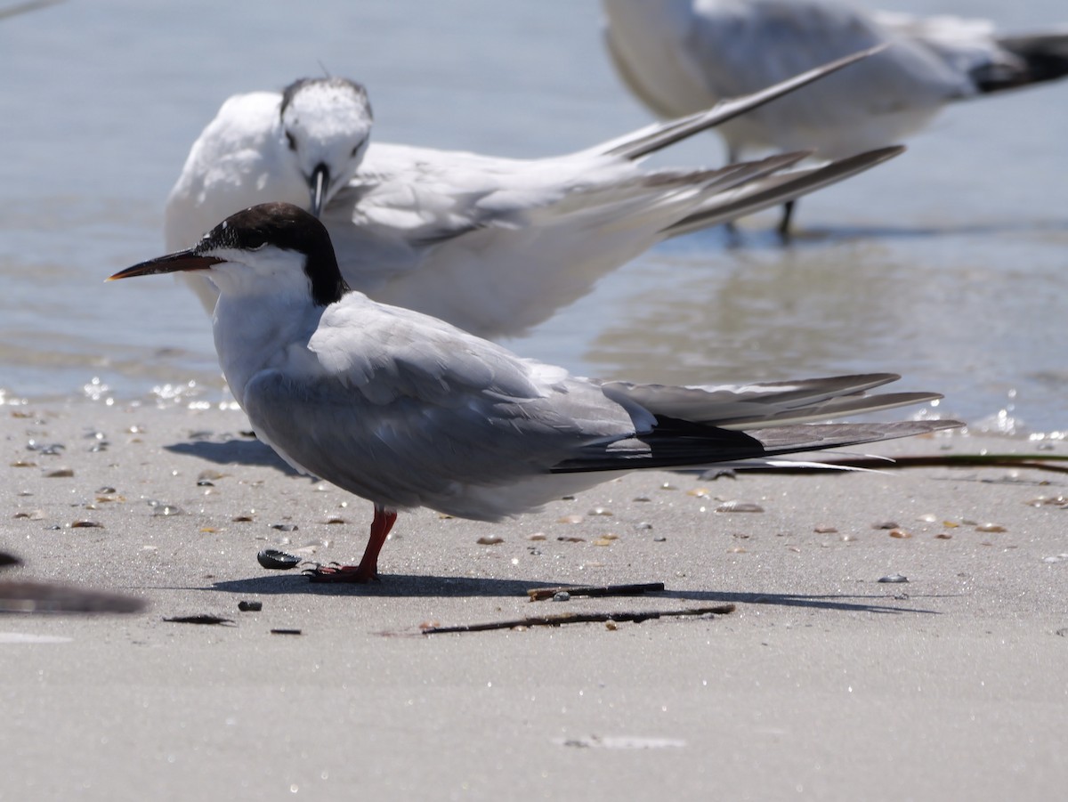 Common Tern - ML641378693
