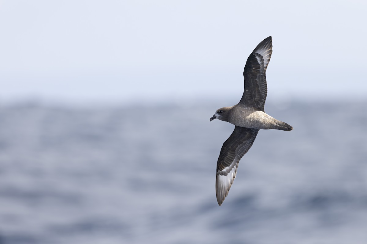 ハジロミズナギドリ - ML641378696