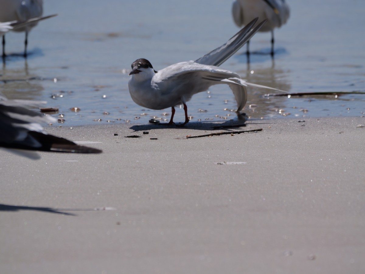 Common Tern - ML641378698