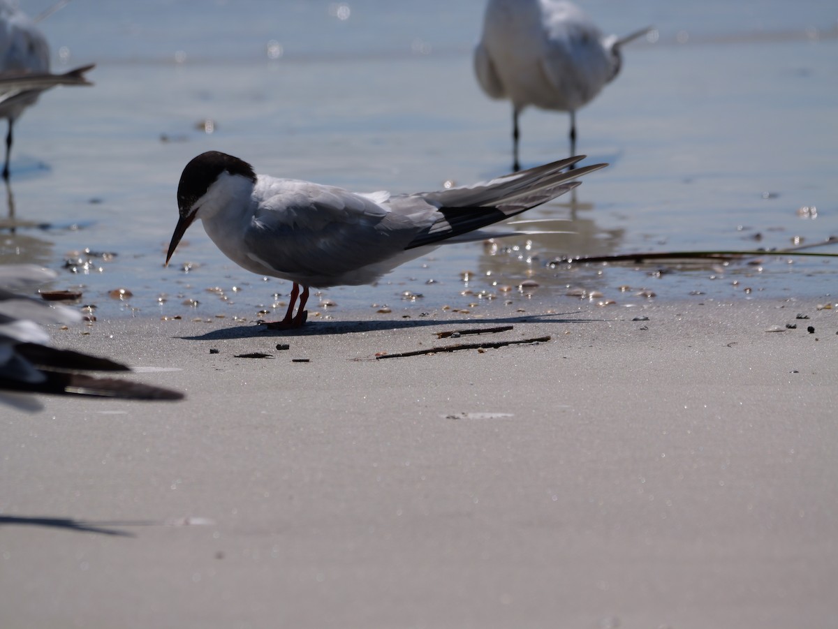 Common Tern - ML641378699