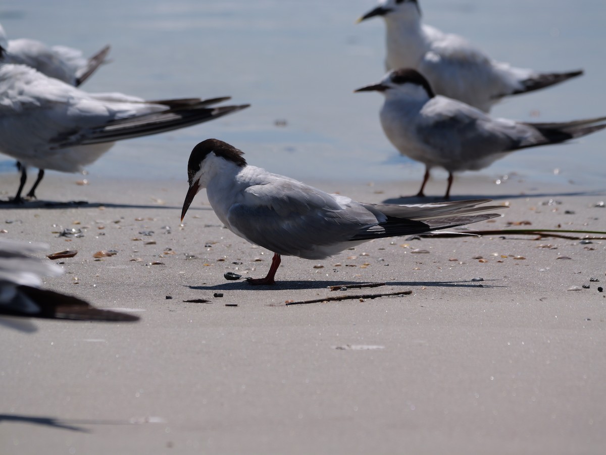 Common Tern - ML641378700