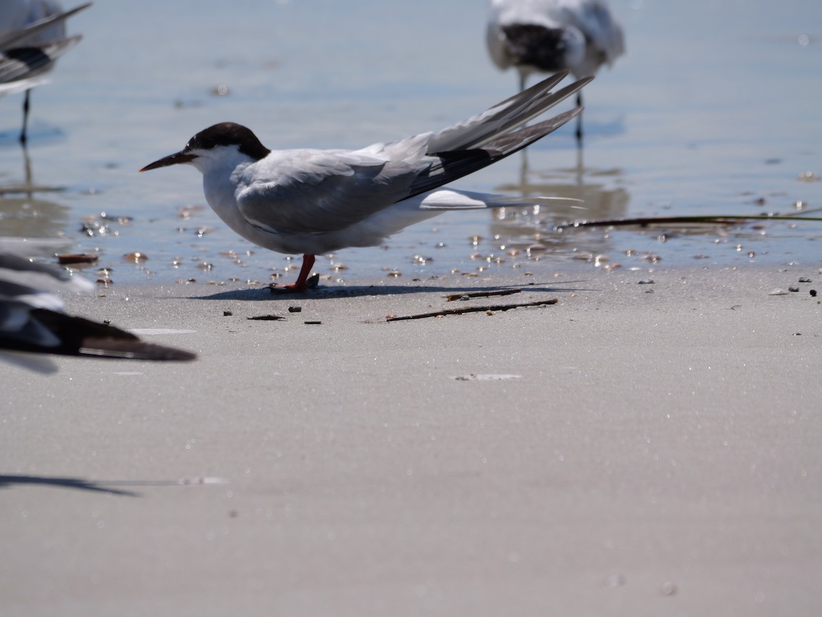 Common Tern - ML641378703