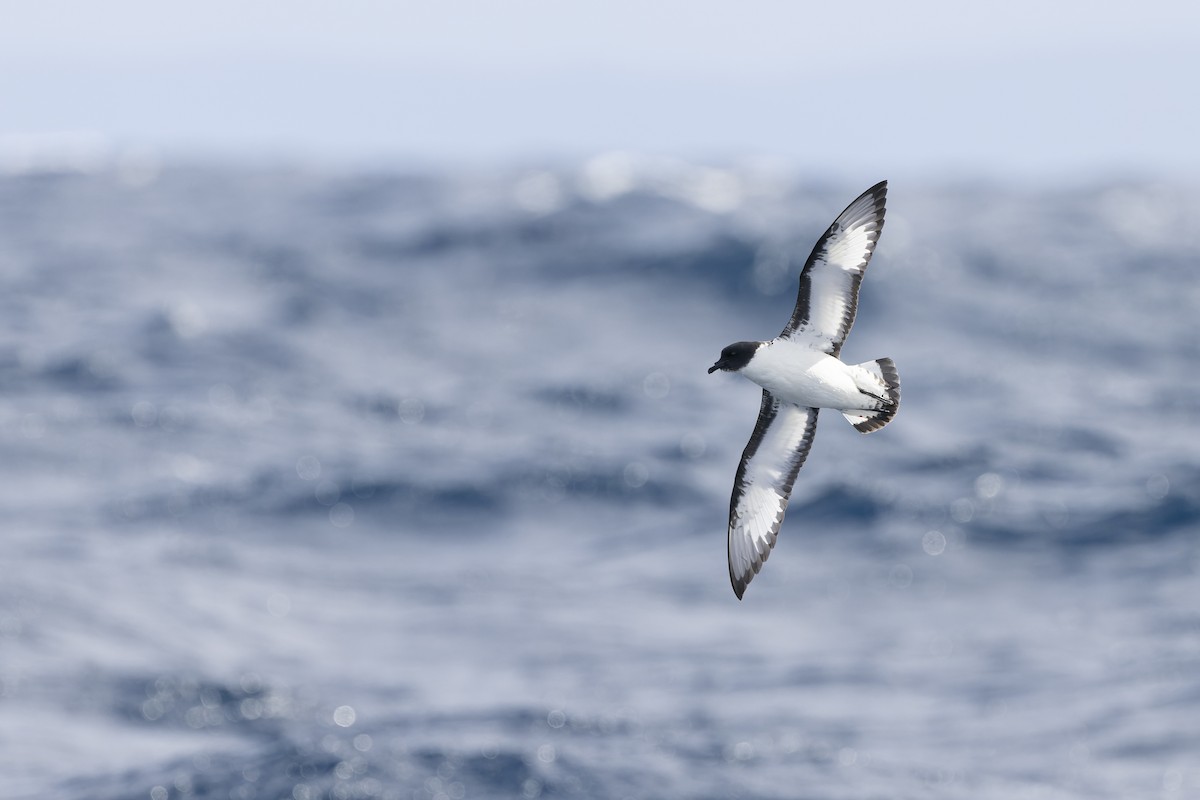 マダラフルマカモメ - ML641378708