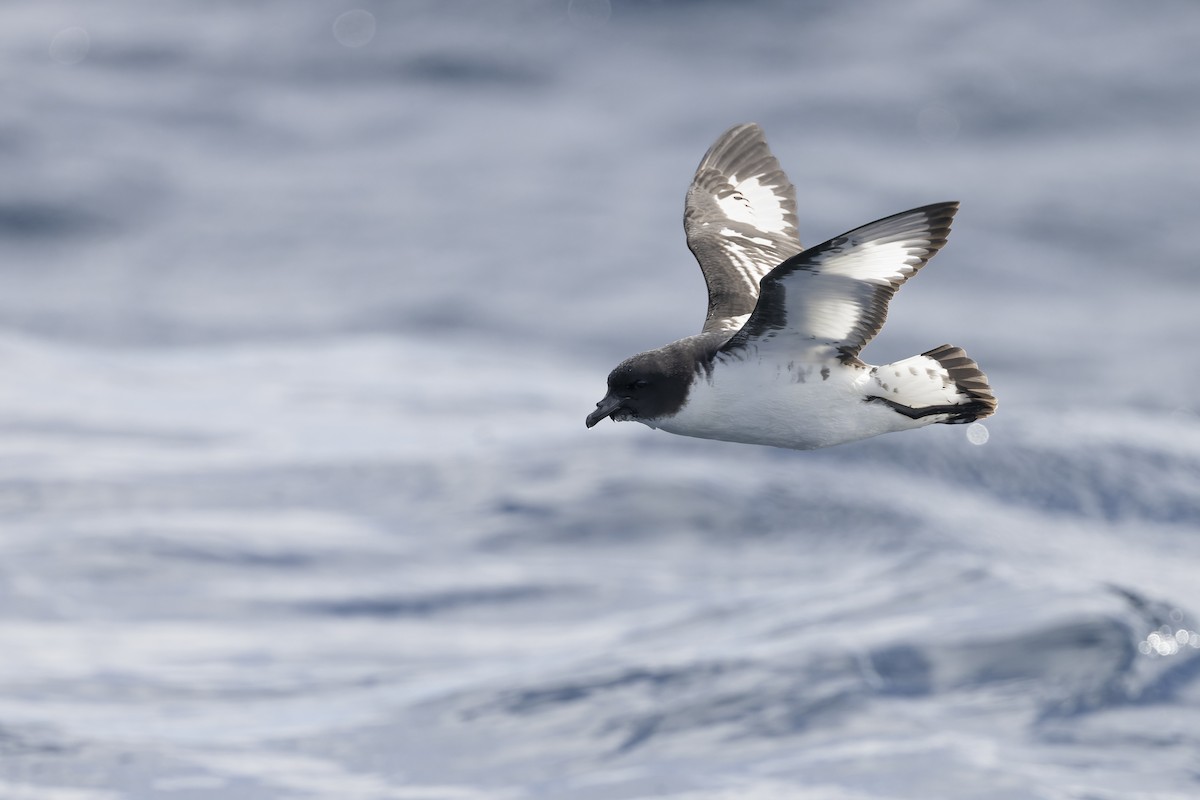 マダラフルマカモメ - ML641378709