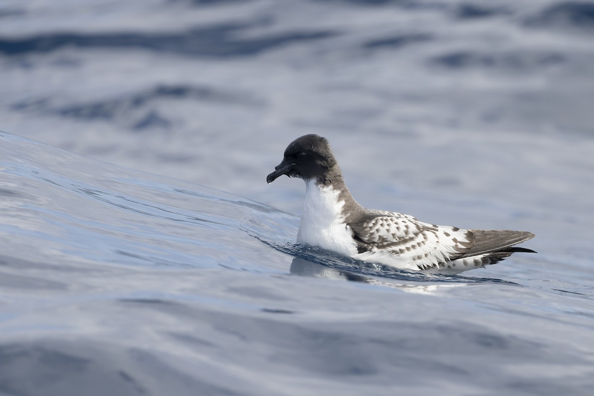 マダラフルマカモメ - ML641378711