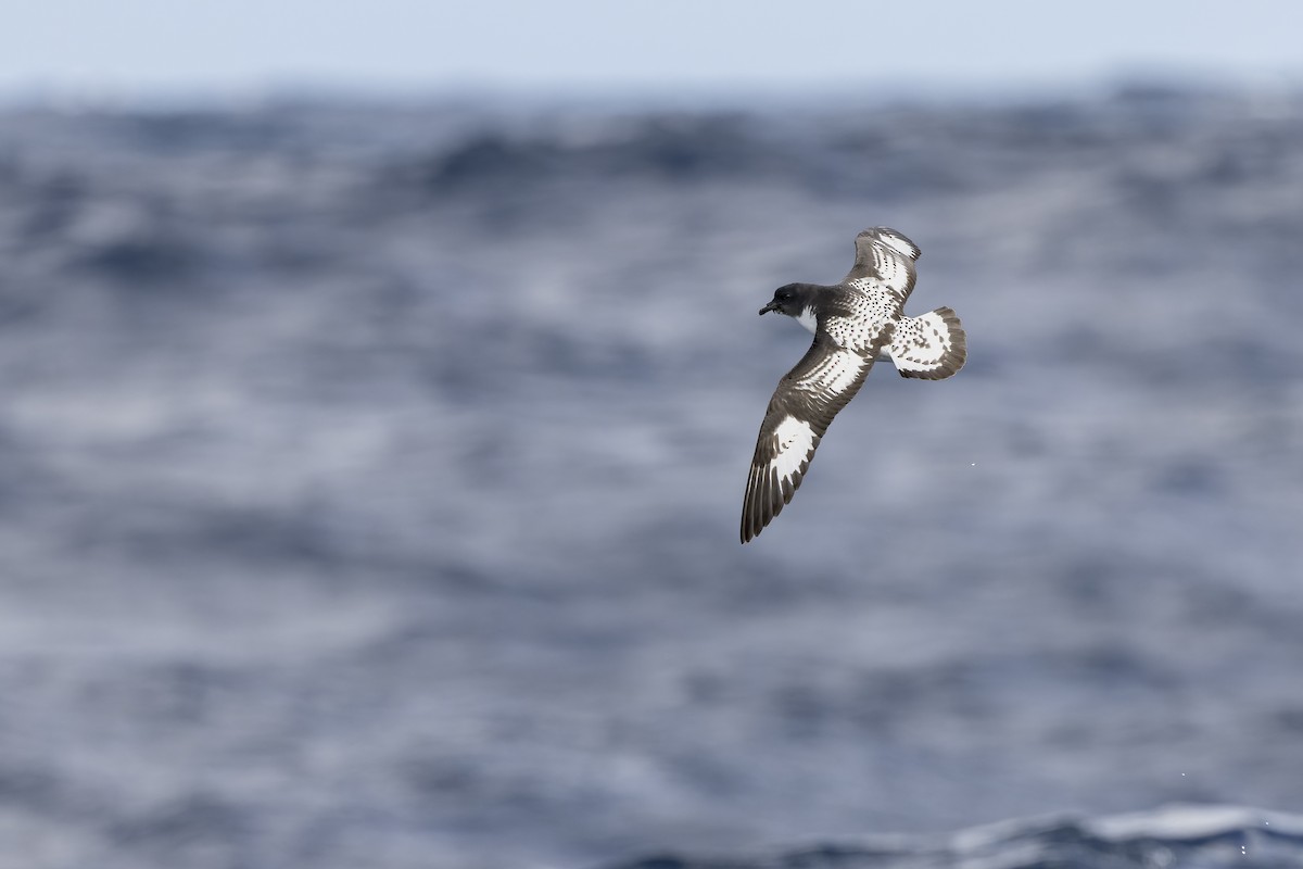 マダラフルマカモメ - ML641378712