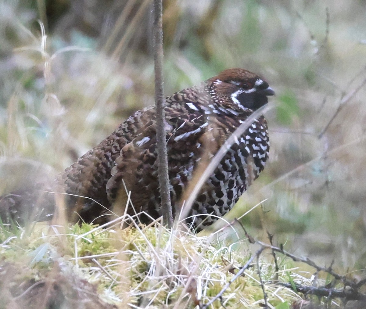 Chinese Grouse - ML641378716