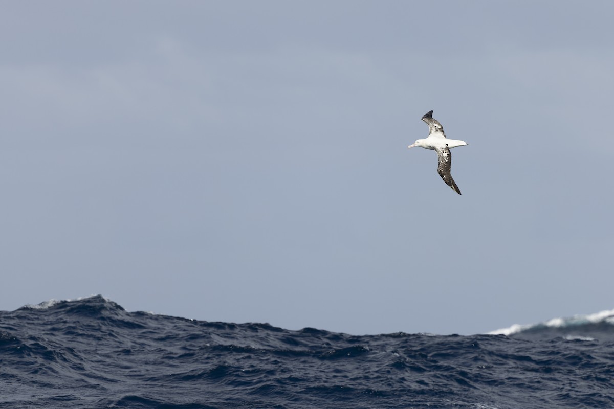 Antipodean Albatross (Gibson's) - ML641378717