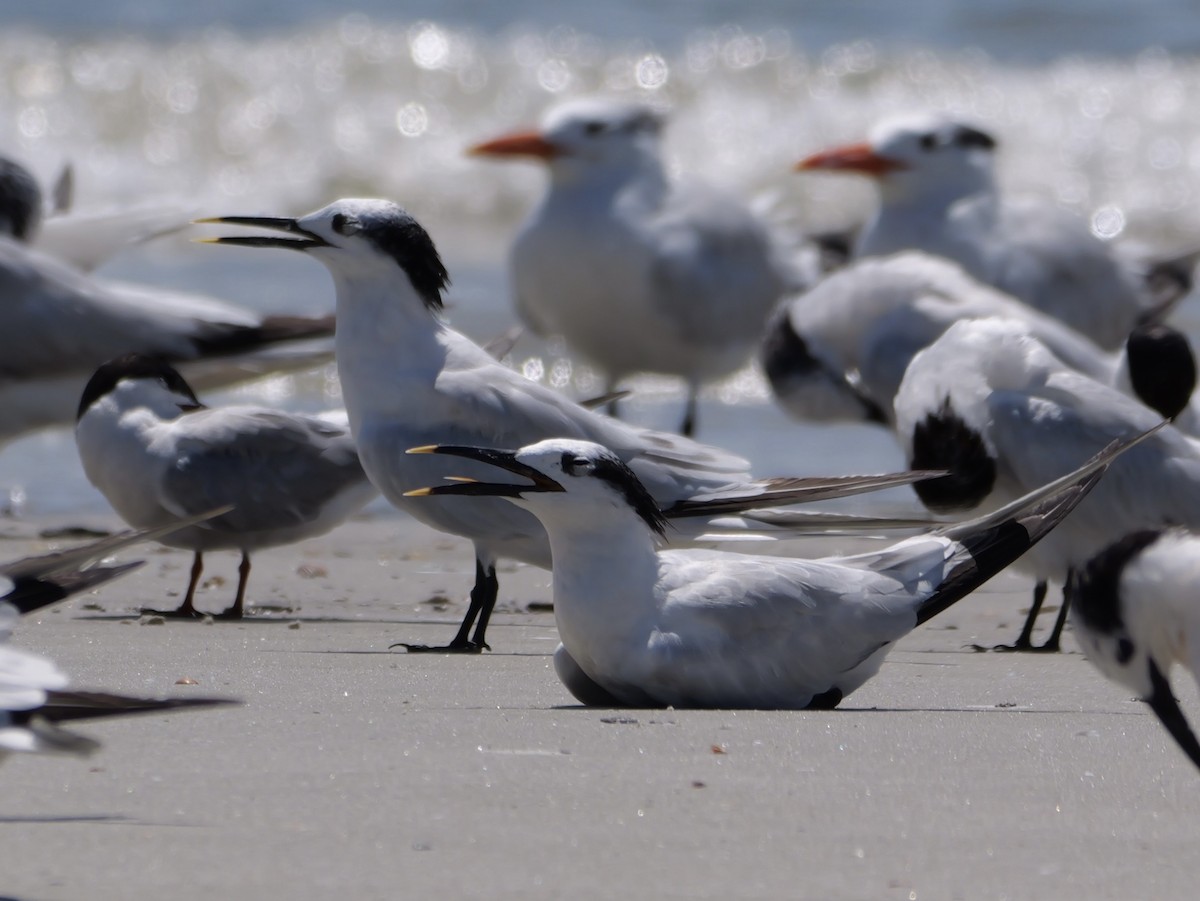 Sandwich Tern (Cabot's) - ML641378718