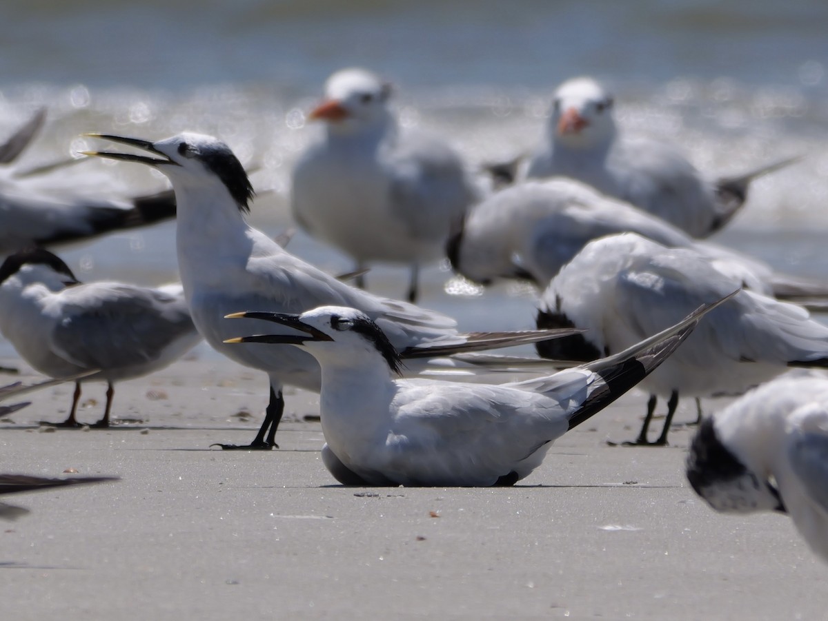 Sandwich Tern (Cabot's) - ML641378719