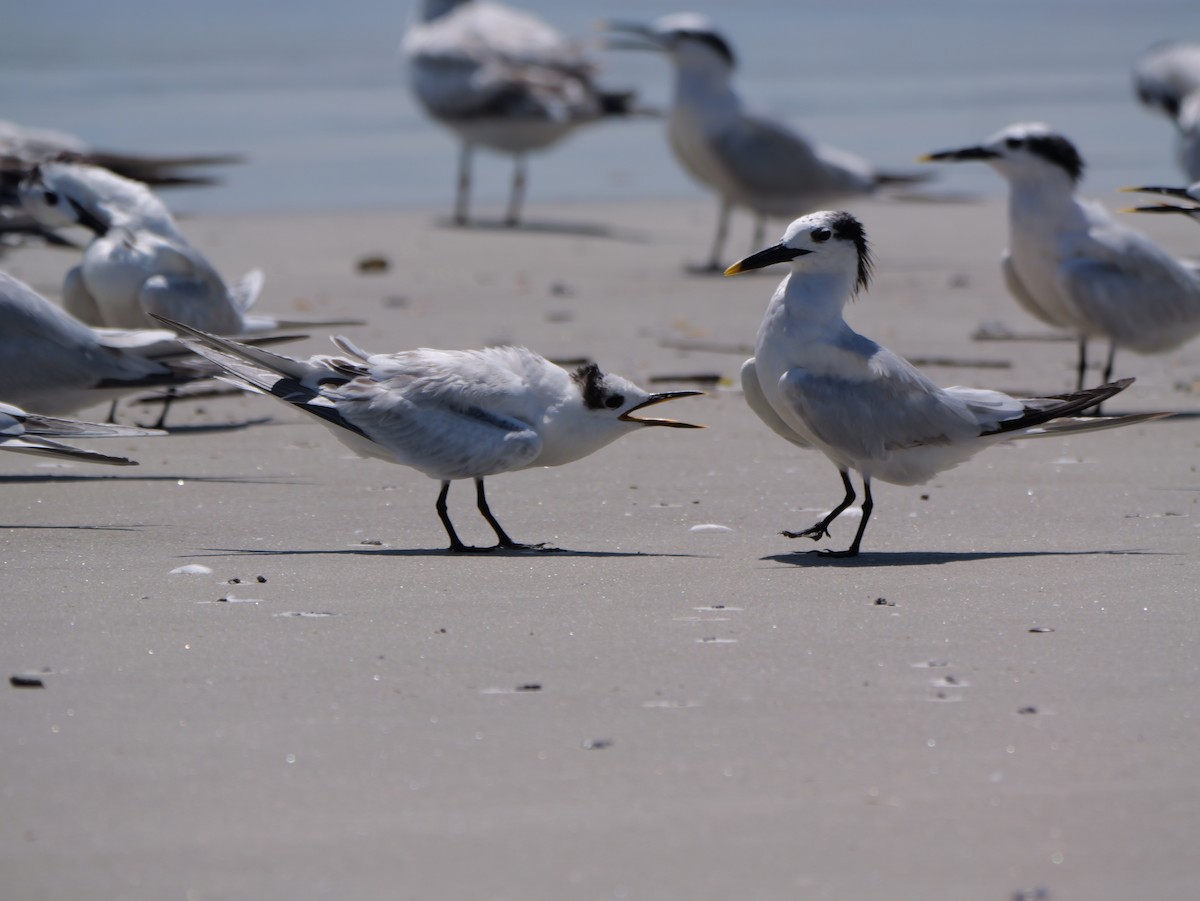 Sandwich Tern (Cabot's) - ML641378720