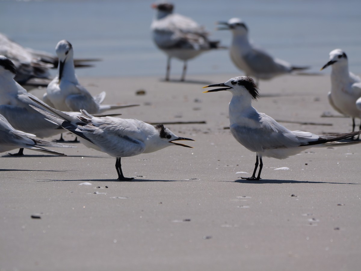 Sandwich Tern (Cabot's) - ML641378722