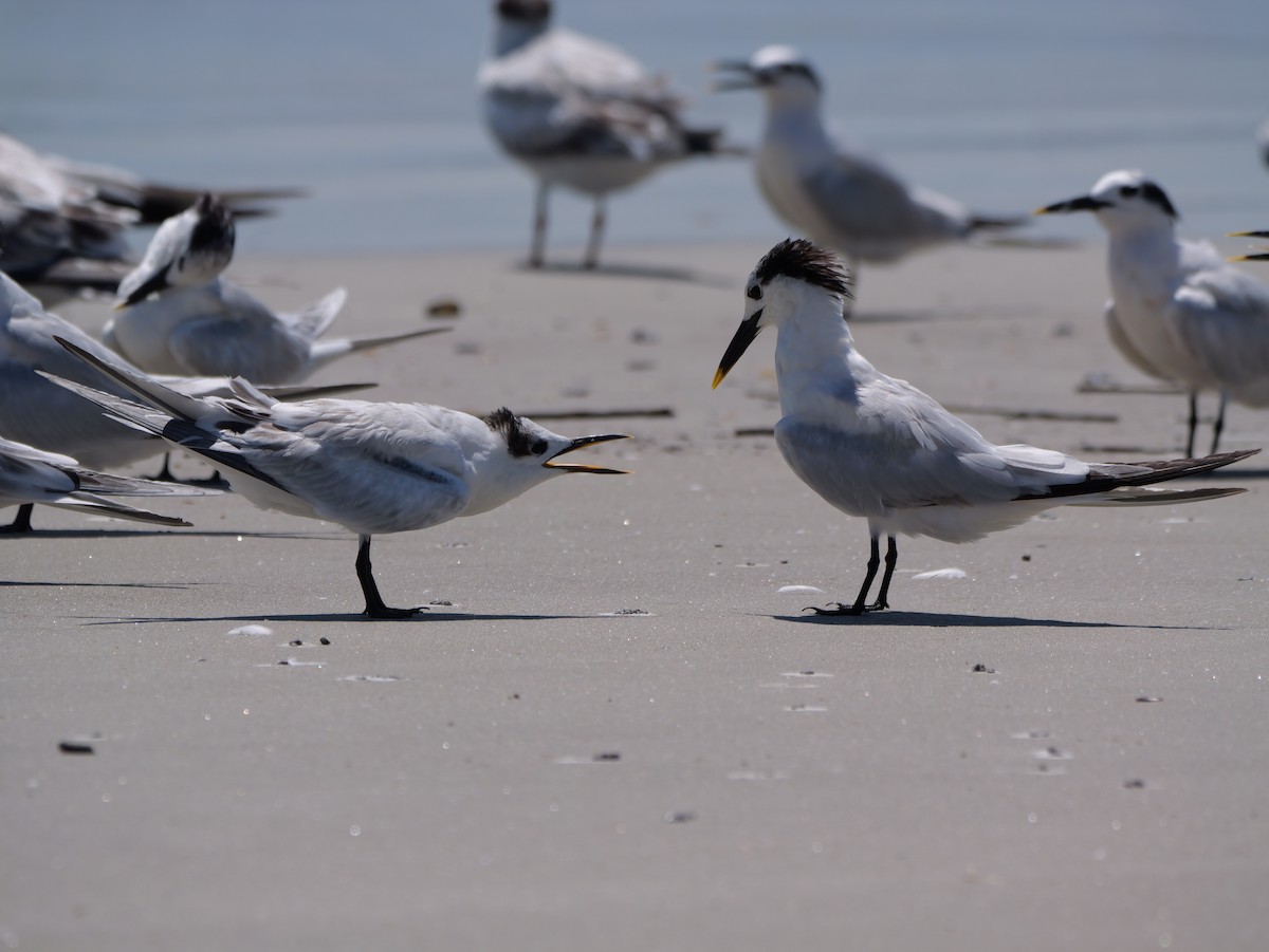 Sandwich Tern (Cabot's) - ML641378723