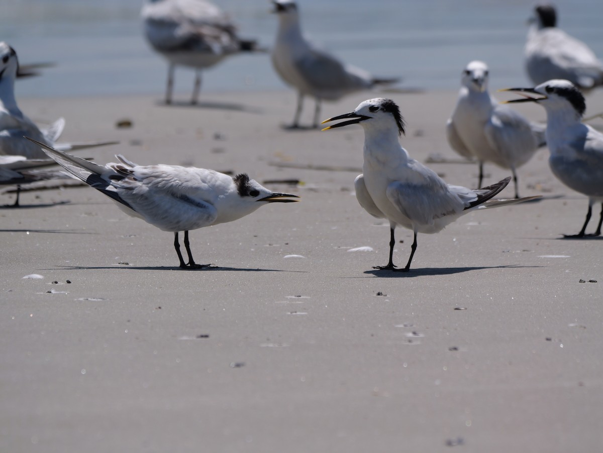 Sandwich Tern (Cabot's) - ML641378724
