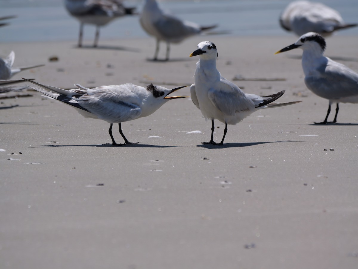 Sandwich Tern (Cabot's) - ML641378725