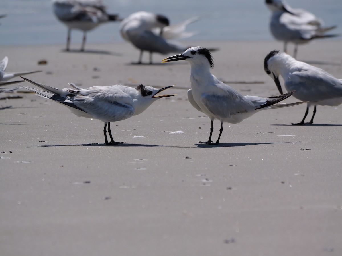 Sandwich Tern (Cabot's) - ML641378726