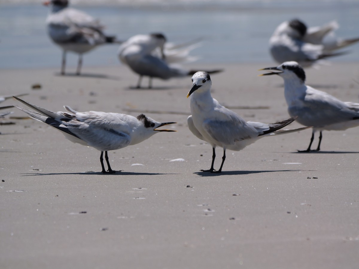 Sandwich Tern (Cabot's) - ML641378727