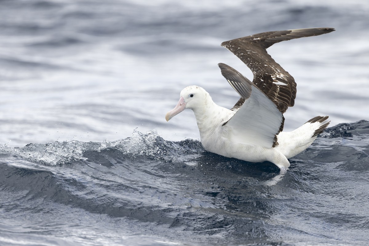 Antipodean Albatross (Gibson's) - ML641378728