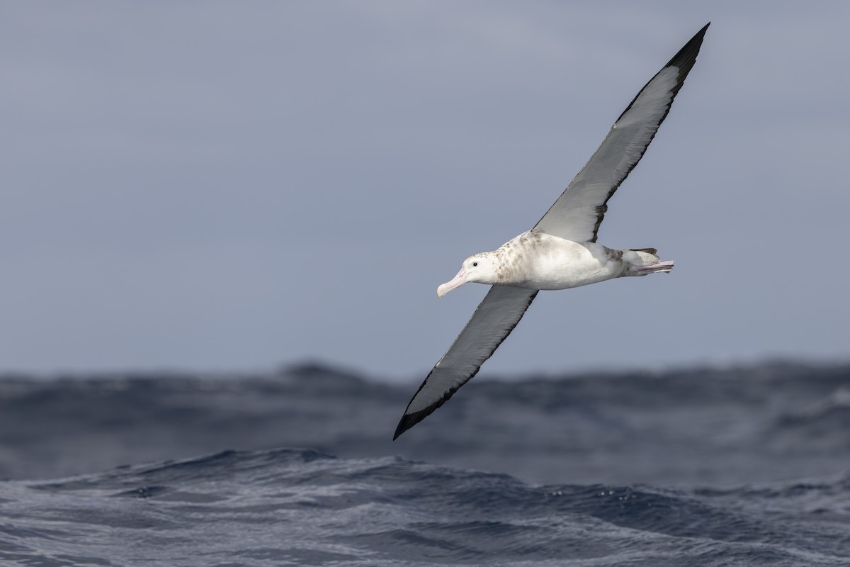 Antipodean Albatross (Gibson's) - ML641378729