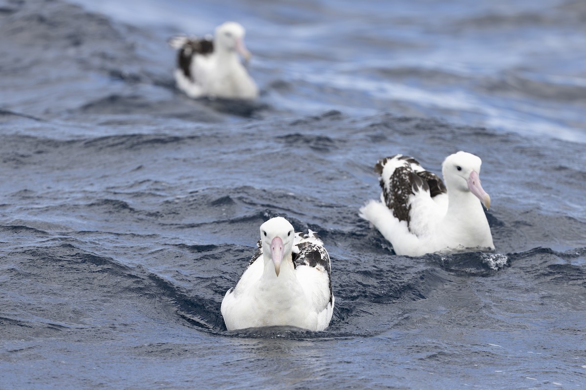 Antipodean Albatross (Gibson's) - ML641378730