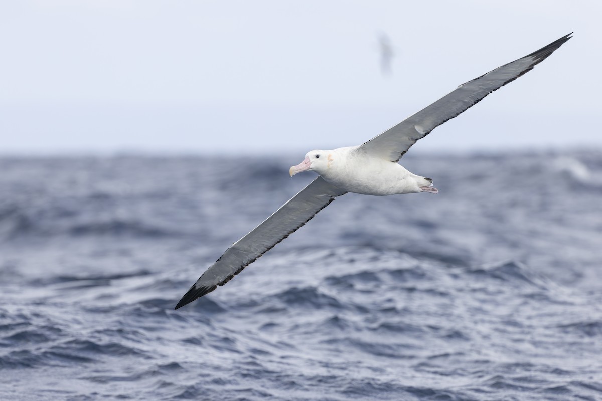 Antipodean Albatross (Gibson's) - ML641378732