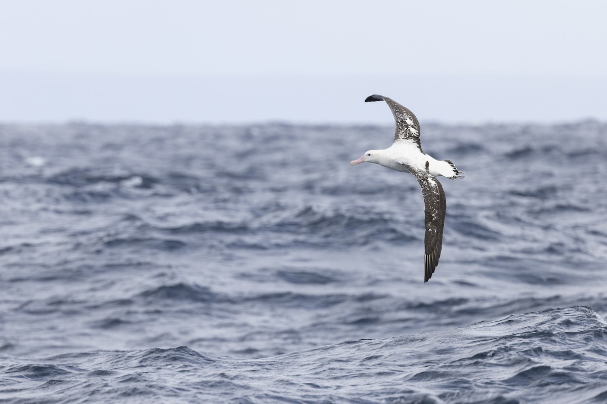 Antipodean Albatross (Gibson's) - ML641378734