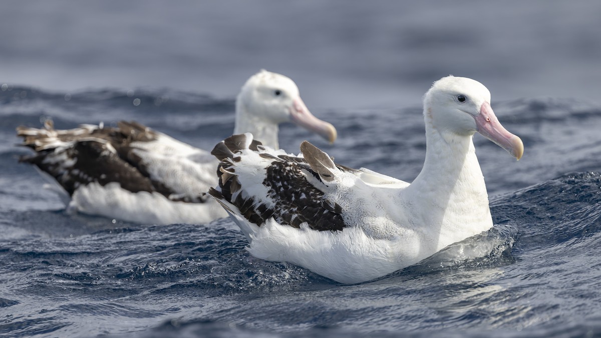Antipodean Albatross (Gibson's) - ML641378736