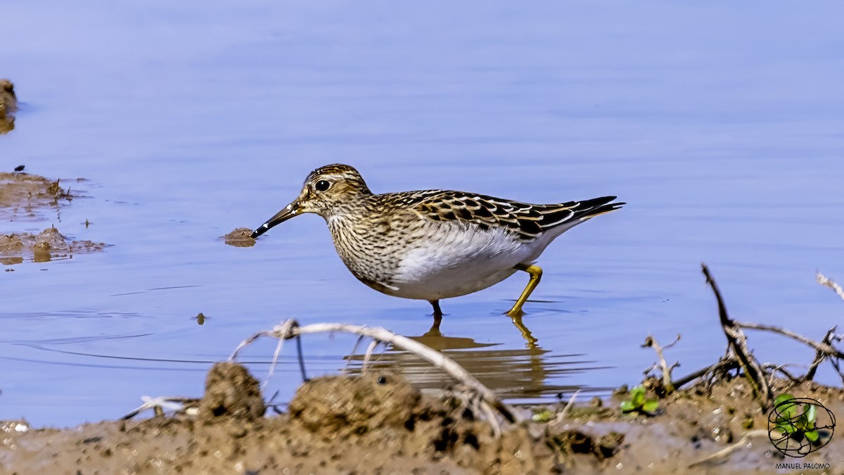 Орог элсэг - ML641378739