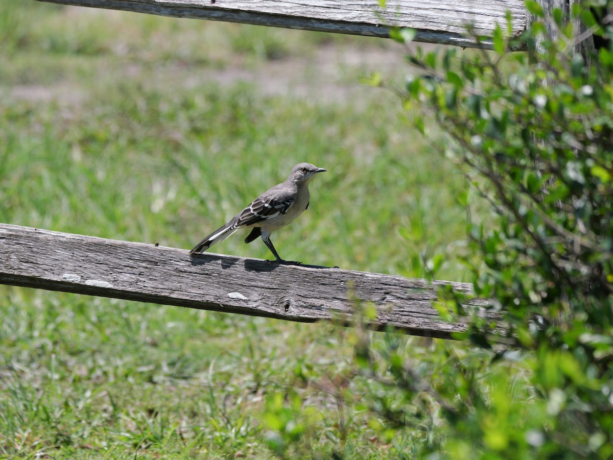 Northern Mockingbird - ML641378755