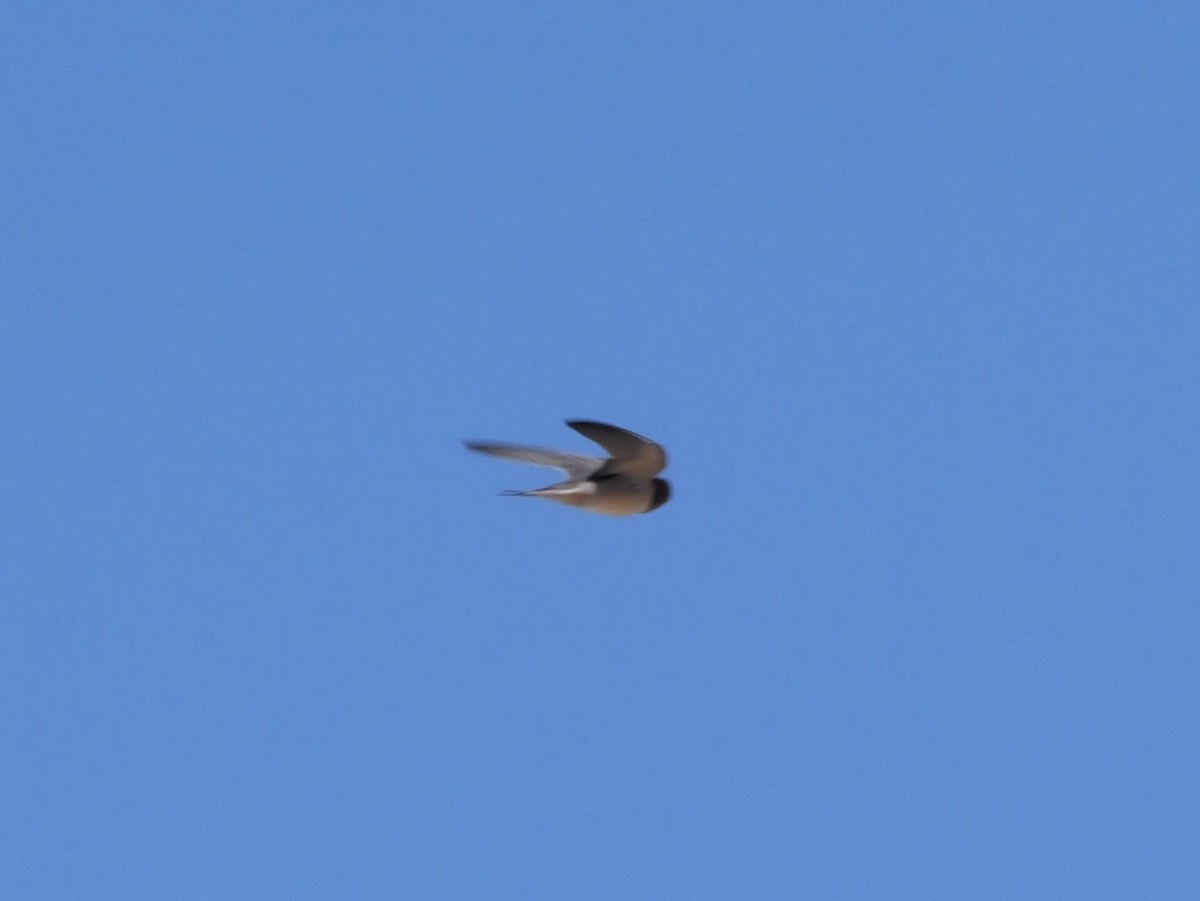 Barn Swallow (American) - ML641378756