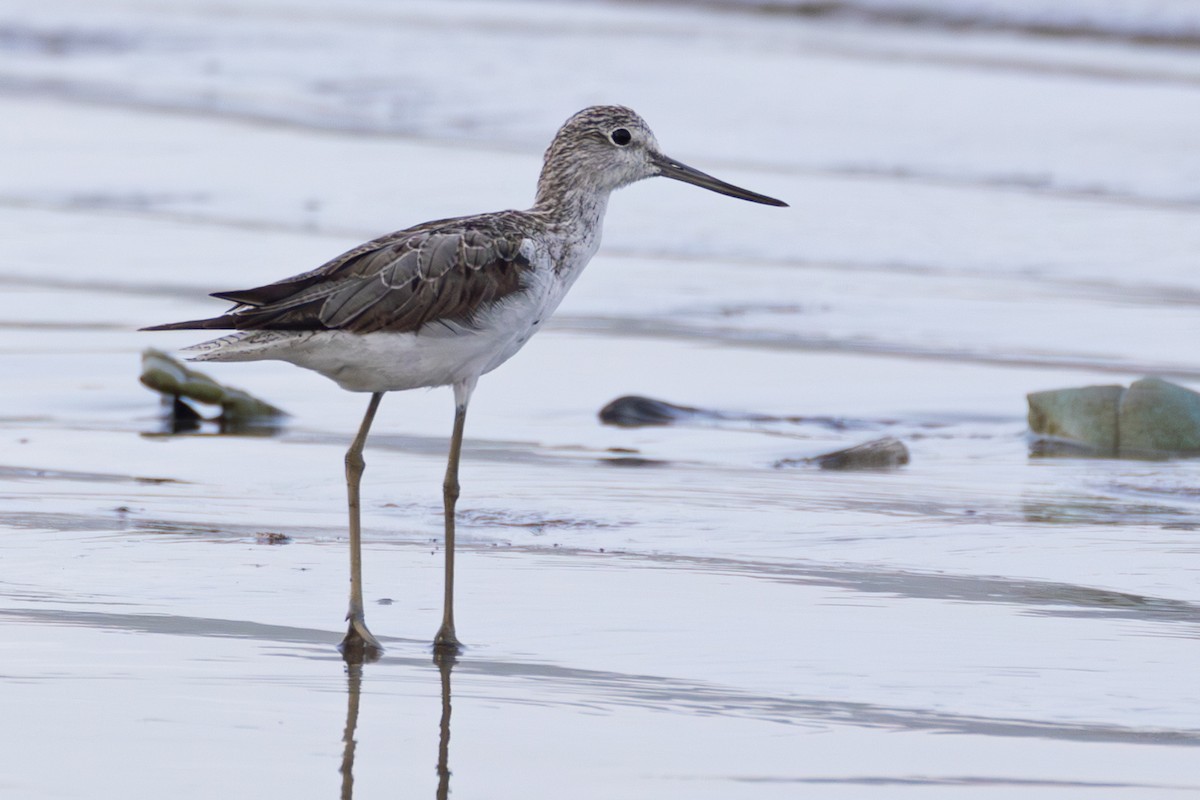 gluttsnipe - ML641378764