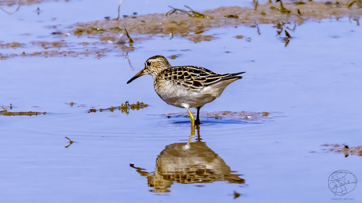 Орог элсэг - ML641378777