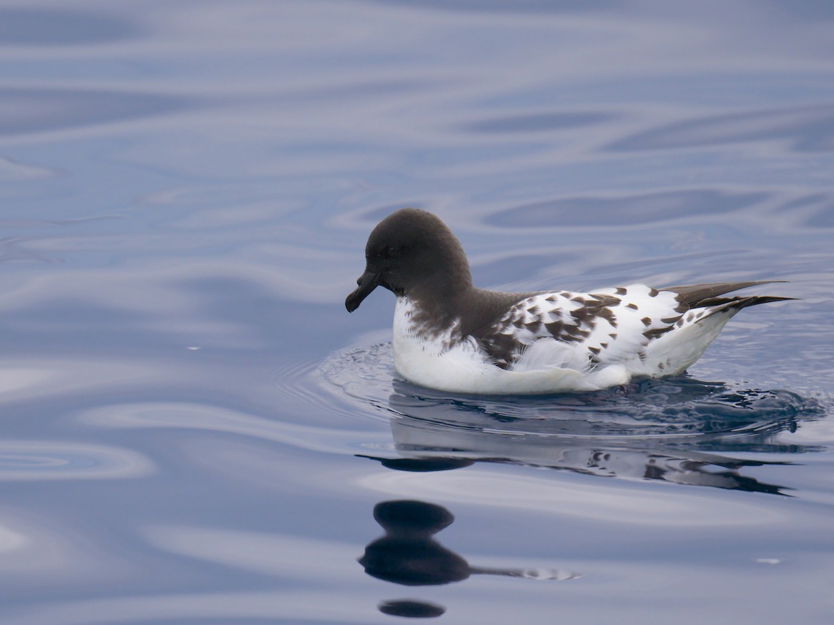 Pintado Petrel - ML641378778