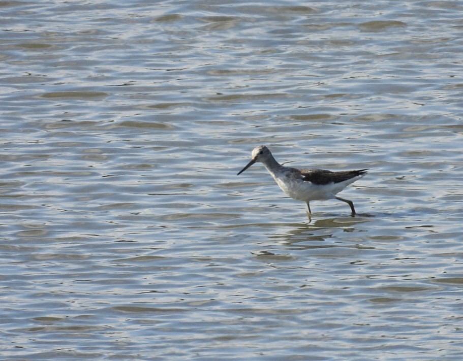 gluttsnipe - ML641378779