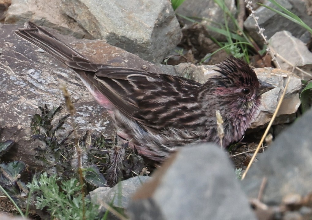 Himalayan Beautiful Rosefinch - ML641378809