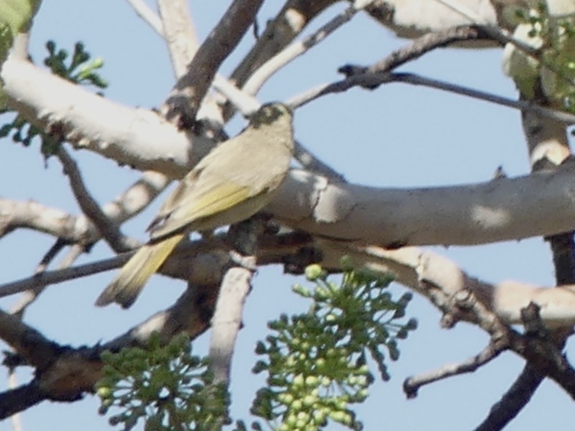 Yellow-tinted Honeyeater - ML641378818