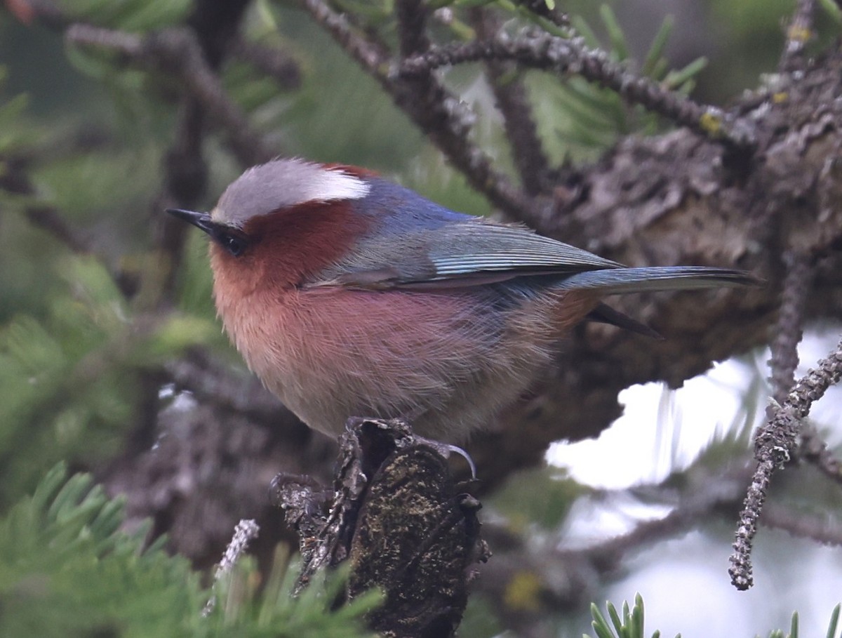 Crested Tit-Warbler - ML641378821
