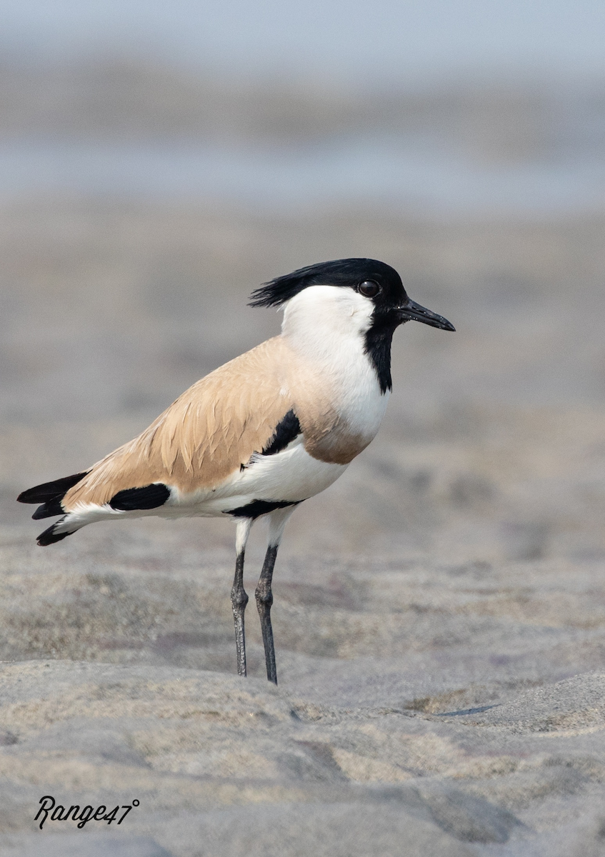 River Lapwing - ML641378825