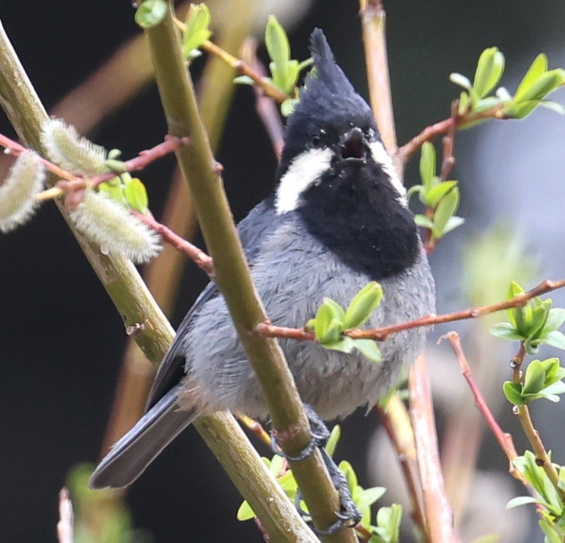Rufous-vented Tit - ML641378850