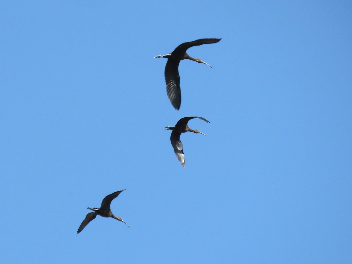 Glossy Ibis - ML641378854