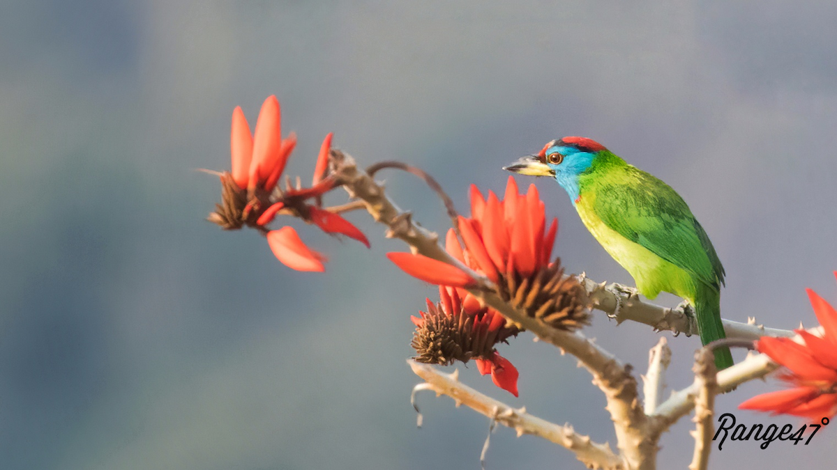 Blue-throated Barbet - ML641378879