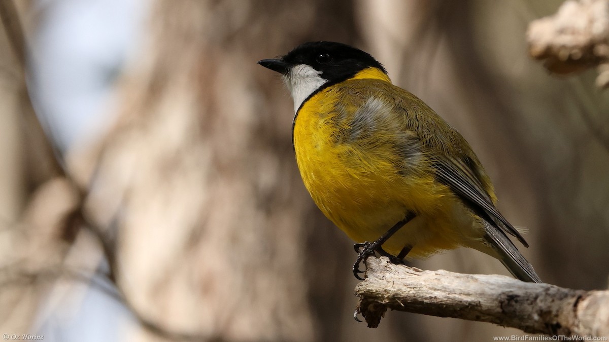 Golden Whistler - ML641378893