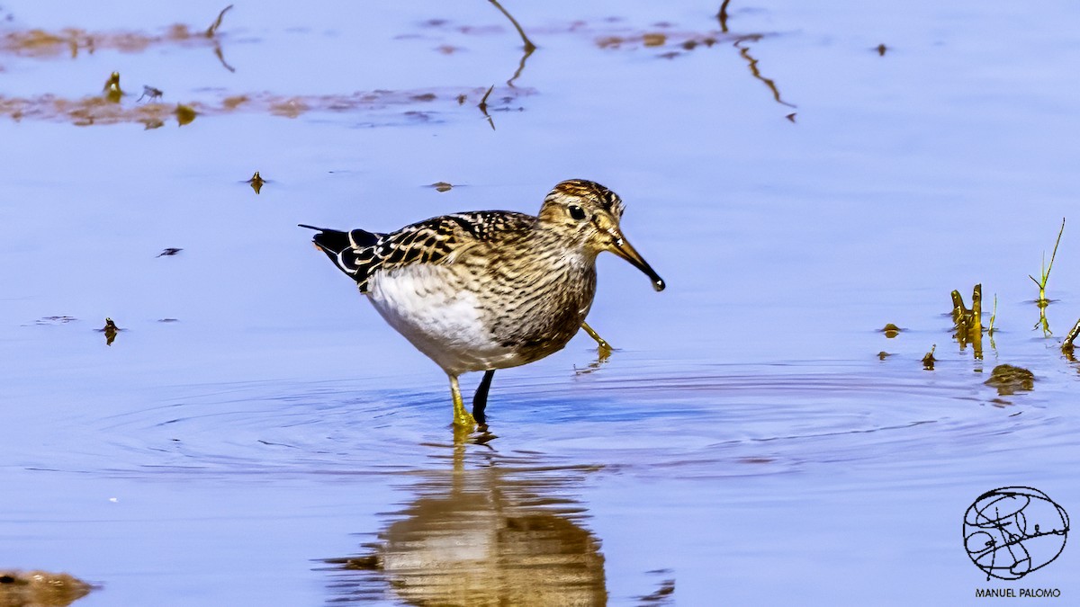 Орог элсэг - ML641378933