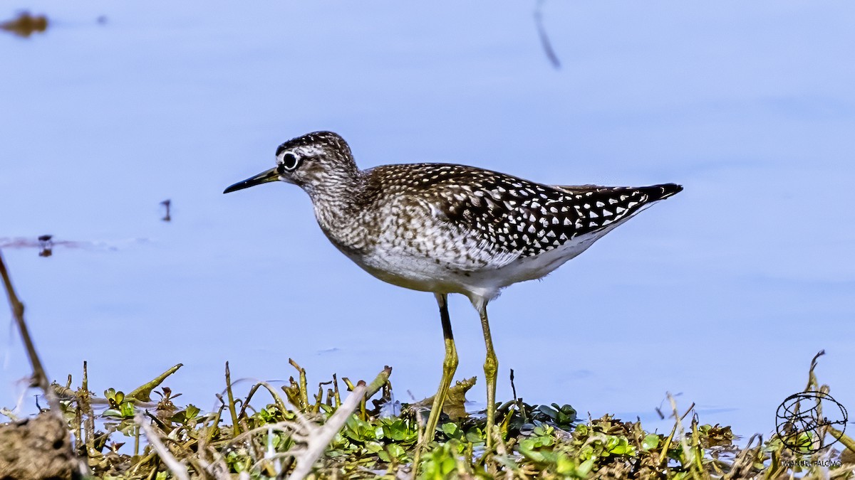 Шугуйн хөгчүү - ML641378935